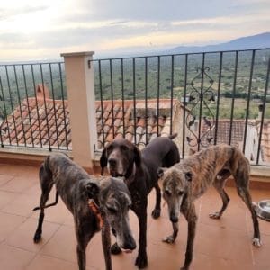 TORA, KIWI I SEITÓ & ALBA I ÒSCAR