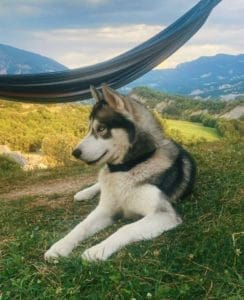 HACHI & MONTSE & FAMILY