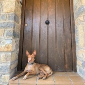 ARY I CURRI & ANNA I POL