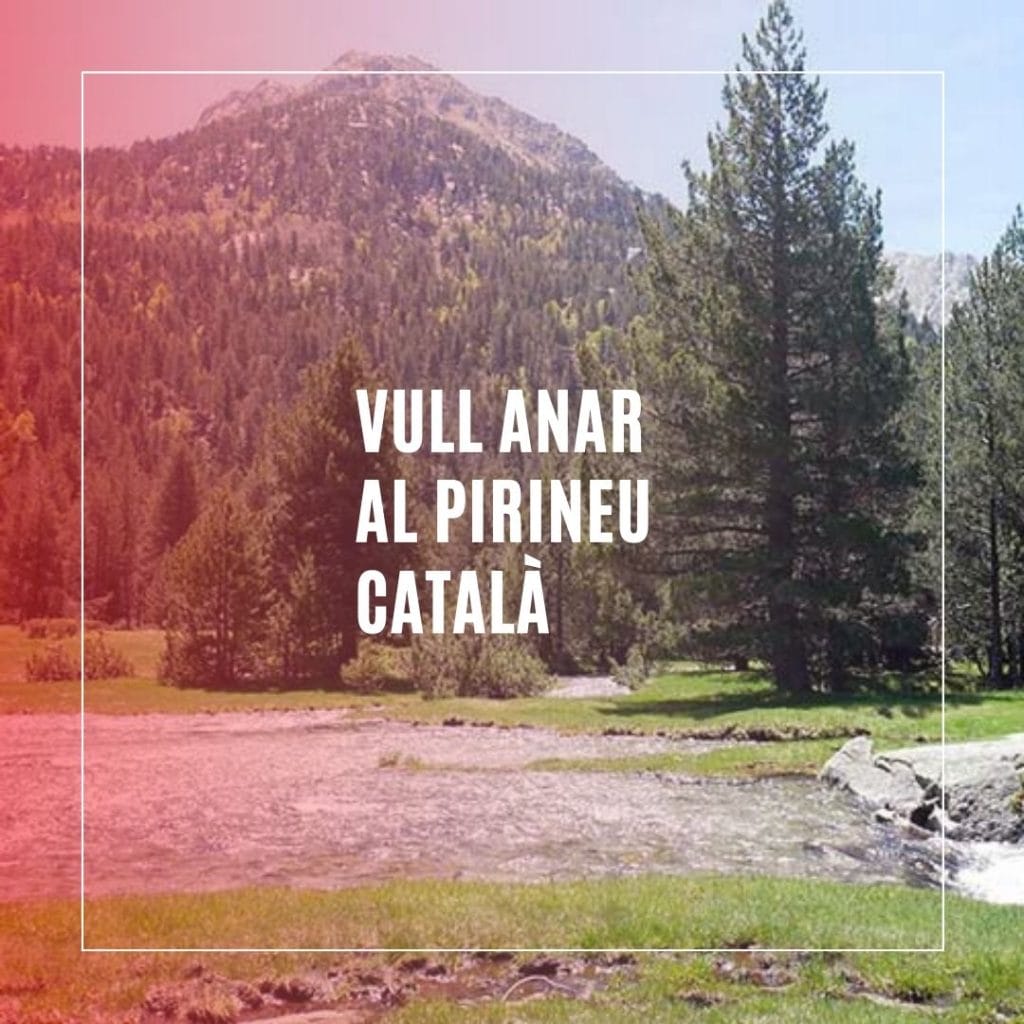 Imatge de'un bosc d'abets, Escapades amb el gos al Pirineu català