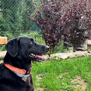 NUKA & ROSER & FAMILY