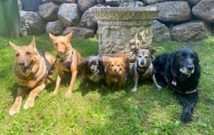 XISPA, KIRA, TUCA, NALA, DANA I JIMMY & IVANNA, ORIOL I ROGER 