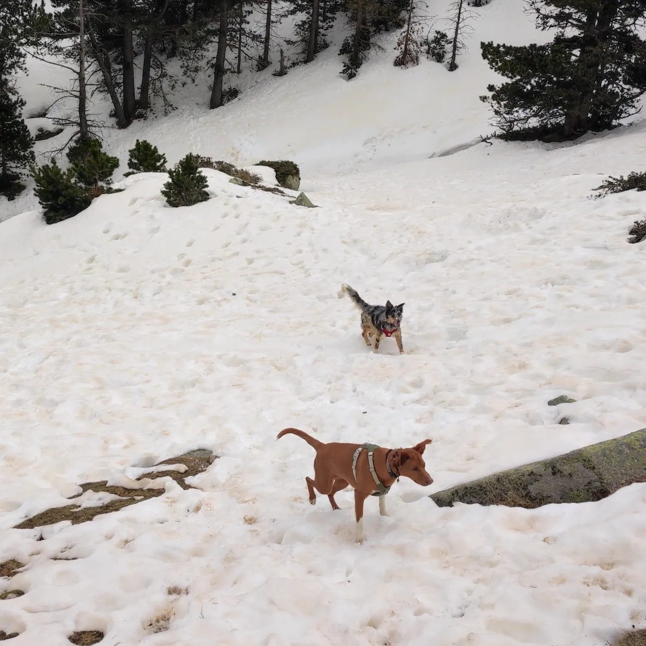 SOCKS I PIGGY & ROSA & FAMILY