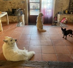 MINI & MACA Y COLETTE & FAMILY