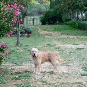 SONIC, MARIA ALBA Y PEP